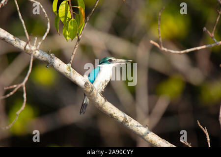 Collier Kingfisher, Todirhamphus chloris, Sundarbans, Bengale occidental, Inde Banque D'Images