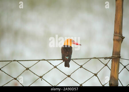 Ruddy, Kingfisher Halcyon coromanda, Sundarbans, Bengale occidental, Inde Banque D'Images