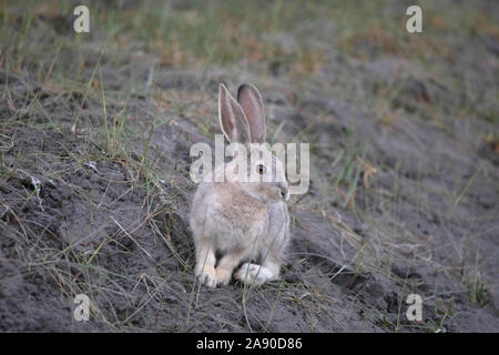 Cape Hare, Lepus capensis, Leh, Jammu-et-Cachemire, Inde Banque D'Images