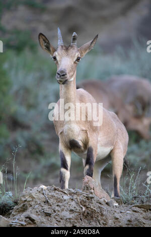 Himalayan Ibex Capra sibirica, hemalayanus, Jispa, Himachal Pradesh, Inde Banque D'Images