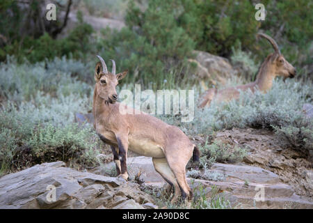 Himalayan Ibex Capra sibirica, hemalayanus, Jispa, Himachal Pradesh, Inde Banque D'Images