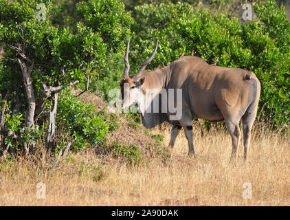 L'Eland antelope bull manger les feuilles d'un arbre dans le Masai Mara National Reserve. Kenya Banque D'Images