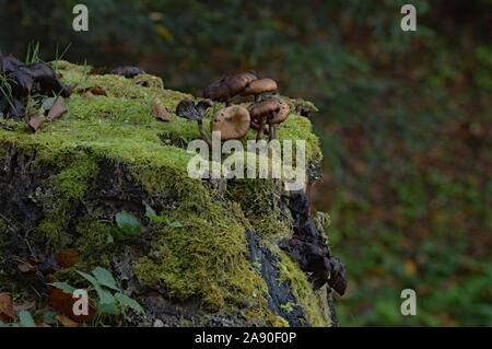 Les champignons poussant sur un moignon couvert de mousse Banque D'Images