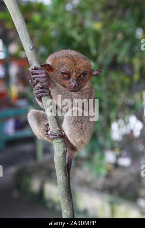 Un petit primate connu comme un Tarsier dans un sanctuaire à l'intérieur de l'île de Bohol, Philippines Banque D'Images