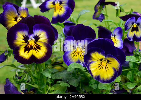 Pansy ou alto. Midnight Glow close up deux fleurs bleu avec du jaune vers le centre. Banque D'Images