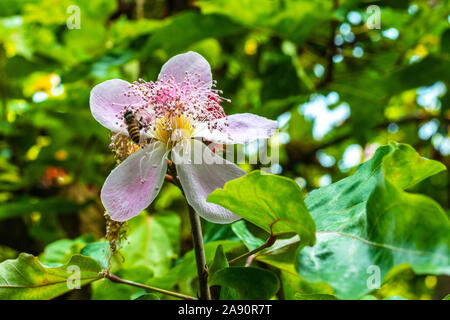 Un plan macro sur une abeille la collecte du pollen d'une fleur rose blanche. Copie vide de l'espace pour le texte. Banque D'Images