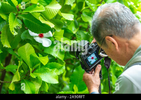 L'une active Asian senior mâle homme chinois de prendre des photos avec son appareil photo reflex numérique Banque D'Images