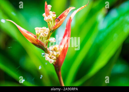 Parrot's Beak ou faux Oiseau du Paradis, heliconia rouge sous la pluie. Aussi connu sous le nom de Parrot's Beak, perruche, fleur, fleur du perroquet Parrot's Banque D'Images