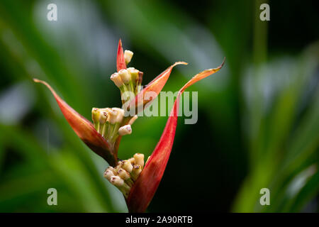 Parrot's Beak ou faux Oiseau du Paradis, heliconia rouge sous la pluie. Aussi connu sous le nom de Parrot's Beak, perruche, fleur, fleur du perroquet Parrot's Banque D'Images