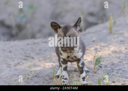 Un petit chiot chien sauvage debout dans le sable de la savane africaine Banque D'Images