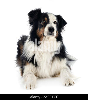 Australian shepherd in front of white background Banque D'Images