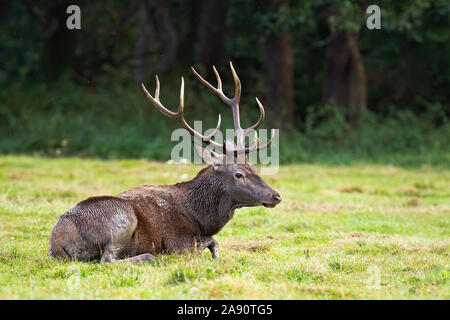 Les cerfs sauvages couverts de boue sur le sol en pleine nature. Banque D'Images