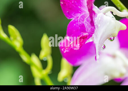 Orchidées mauve rose avec des gouttes gouttelettes d'eau après la pluie sur une chaude journée d'été Banque D'Images