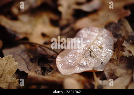 Gouttes d'eau sur une feuille d'automne couché sur un feuillage. Banque D'Images