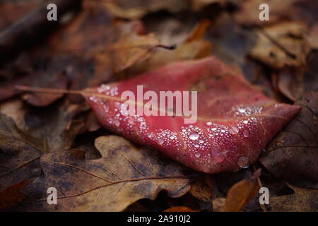 Gouttes de pluie sur une feuille rouge dans la forêt d'automne. Banque D'Images