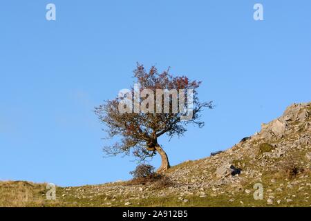 Arbre d'arbuste unique Hawthorn sur le parc national des Brecon Beacons de Black Mountain avec ciel bleu clair Banque D'Images