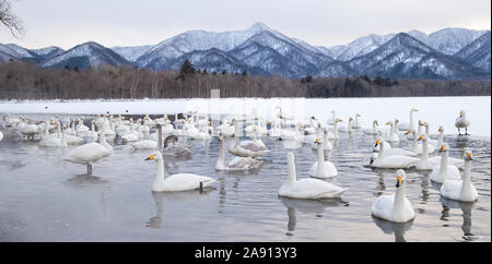 Les Cygnes siffleurs au winter Banque D'Images