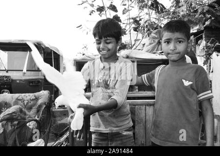 Indian boy holding pigeon dans Ahmedabad-City, Gujarat Banque D'Images