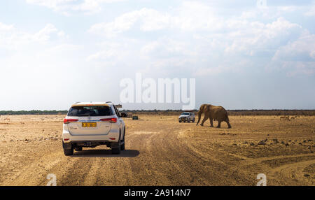 Grand éléphant africain marche à travers un chemin de gravier dans le parc national d'Etosha, Namibie Banque D'Images