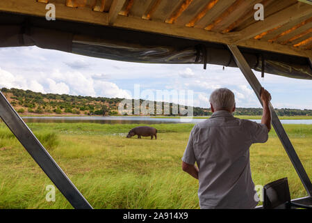 Un hippopotame observe touristiques le long de la rivière Chobe, au Botswana, l'Afrique Banque D'Images