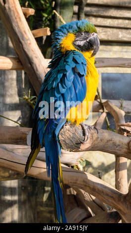 Un bleu-et-jaune macaw est assis sur une branche d'arbre Banque D'Images