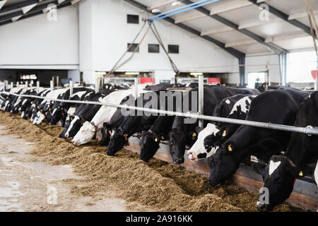 Vaches dans l’étable Banque D'Images