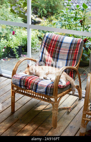 Cat sleeping on chair Banque D'Images
