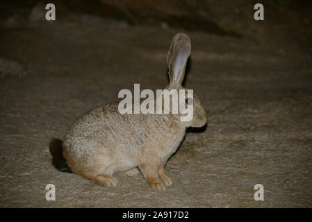 Jameson's Red Rock Pronolagus randensis (lapin), le centre du désert du Namib, Namibie. Banque D'Images