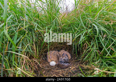 Le hibou des marais (Asio flammeus Asio / accipitrinus) oeuf et deux oisillons dans leur nid sur le sol dans les prairies avec des proies campagnols morts comme nourriture Banque D'Images