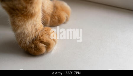 Pattes de chat de gingembre sur la fenêtre. Banque D'Images