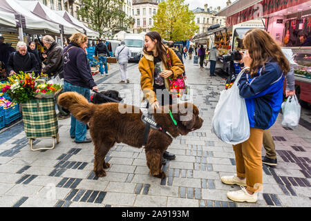 Femme au marché avec deux Chiens de Montagne des Pyrénées - Bruxelles, Belgique. Banque D'Images