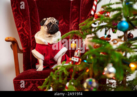 Le PUG à Santa costume Banque D'Images