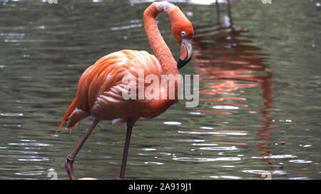 JACKSONVILLE, FL, USA- OCT, 23, 2017: Gros plan d'un flamant américain debout dans un étang- éditorial seulement Banque D'Images