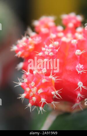 Mini Cactus rouge Banque D'Images