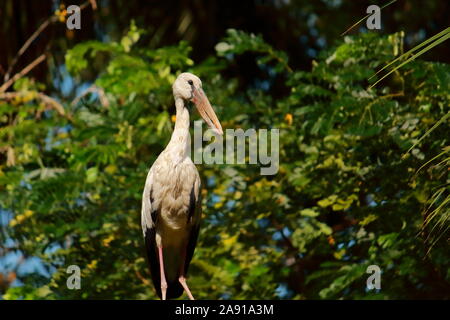 Un ouvrir-billed stork (Anastomus oscitante) est assis sur un arbre dans une forêt de la région du delta Sundarbans au Bengale occidental, Inde Banque D'Images