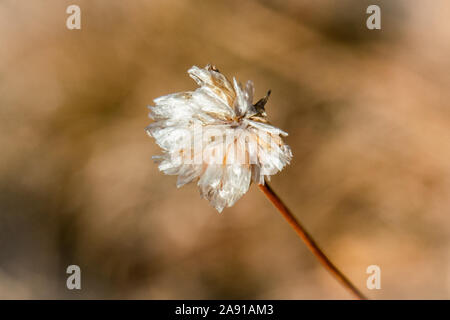 Macro close up of a flétries mais toujours belle hutte thrift Para-graf (alpina) en automne, isolé à l'arrière-plan flou flou marron Banque D'Images