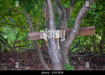 Écureuil blanc albinos rare accrochée au flanc d'un arbre dans un parc Banque D'Images