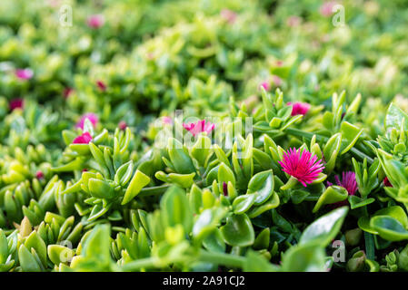 Full Frame close-up shot de la floraison des plantes succulentes Banque D'Images