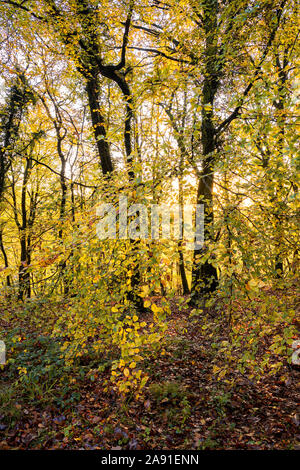 Les arbres d'automne dans la basse vallée de la Wye, au Pays de Galles. Banque D'Images