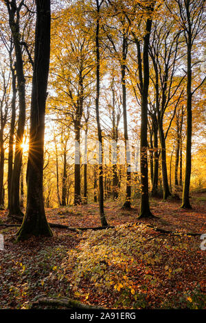 Les arbres d'automne dans la basse vallée de la Wye, au Pays de Galles. Banque D'Images