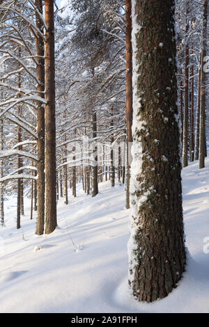 L'hiver, la forêt de pins couverts de neige Banque D'Images