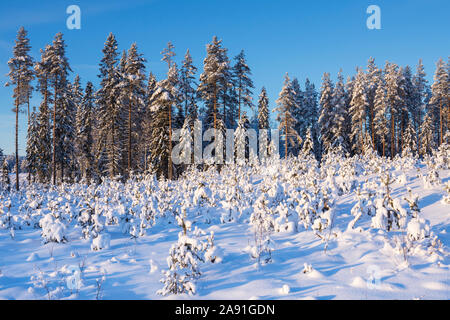 Coupe à blanc en hiver la forêt couverte de neige, reboisée avec arbres de pins au premier plan, la Finlande Banque D'Images