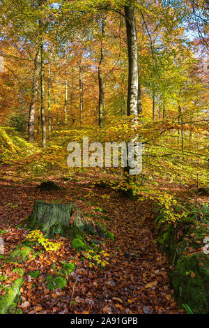 Les hêtres automnale dans la basse vallée de la Wye, au Pays de Galles. Banque D'Images