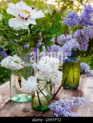 Fleurs lilas en pot Banque D'Images