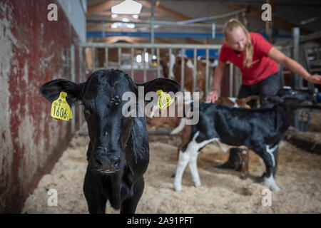 Calf looking at camera Banque D'Images