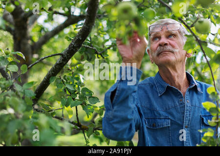 Senior man in garden Banque D'Images