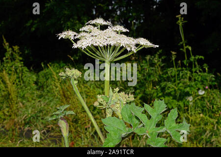 (Heracleum sphondylium berce du Caucase) est un membre de la famille des Apiaceae (persil). Cette espèce commune est une variété d'habitats. Banque D'Images