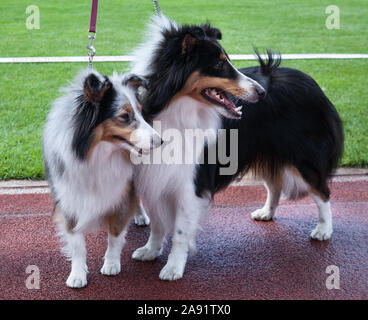 Deux chiens de berger Shetland outdoor le stade. Banque D'Images