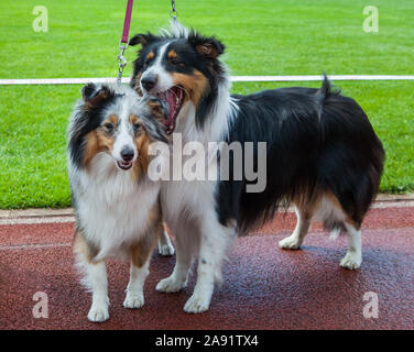 Deux chiens de berger Shetland outdoor le stade. Banque D'Images