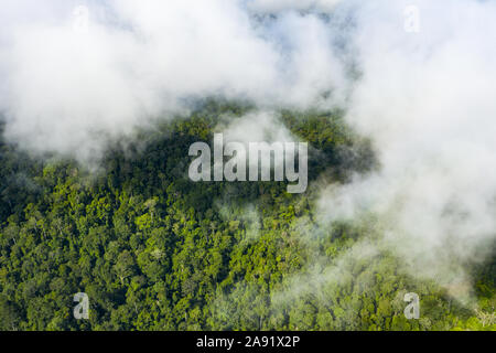 Vue de dessus, superbe vue aérienne d'une forêt tropicale avec les nuages de vapeur d'eau libérée à partir des arbres et autres plantes. Banque D'Images